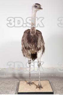 Emus body photo reference 0026